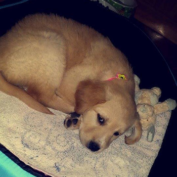 Cloe