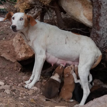 Amy y cachorros