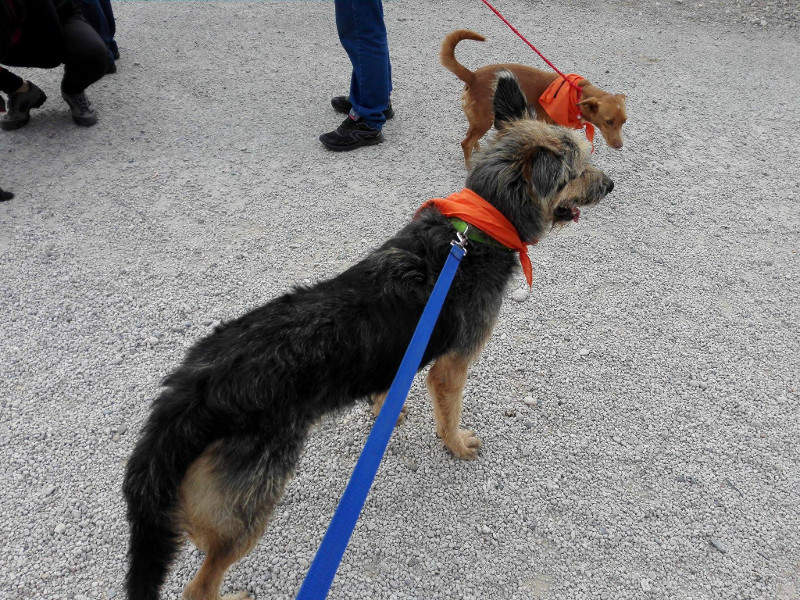 3a caminata canina solidaria 2016