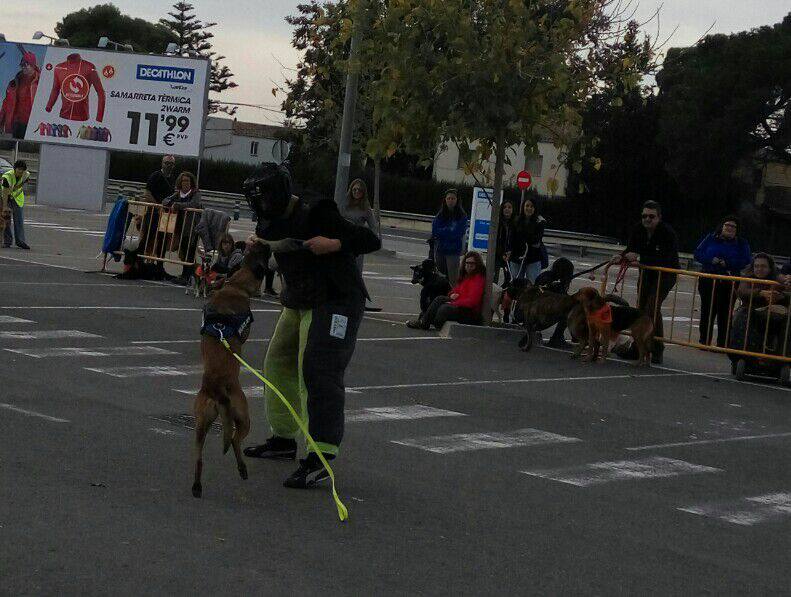 3a caminata canina solidaria 2016