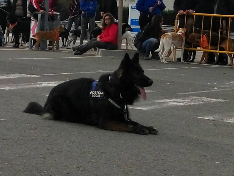 3a caminata canina solidaria 2016