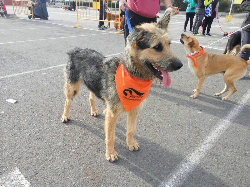 3a caminata canina solidaria 2016