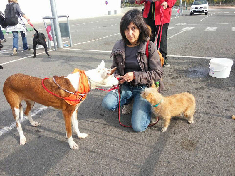 3a caminata canina solidaria 2016