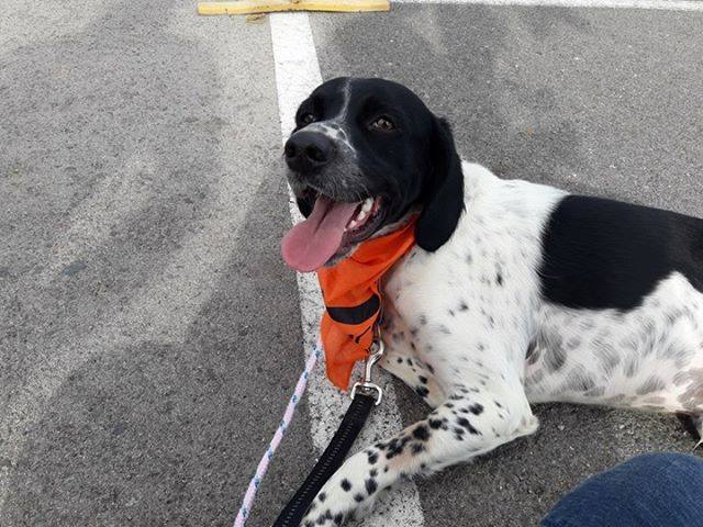 3a caminata canina solidaria 2016