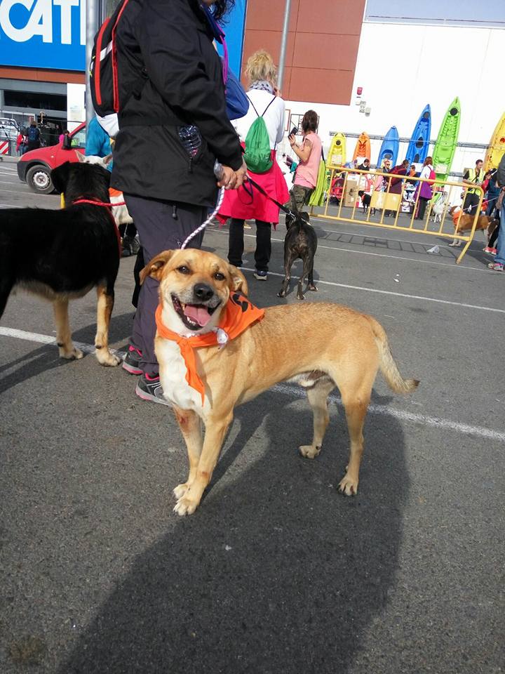 3a caminata canina solidaria 2016