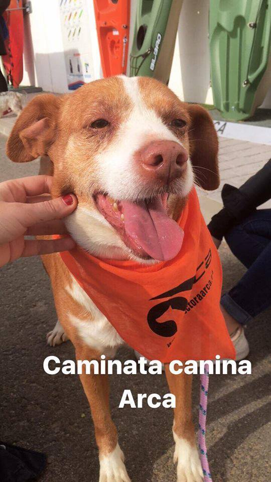 3a caminata canina solidaria 2016