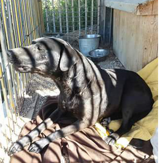 Encontrada tortosa