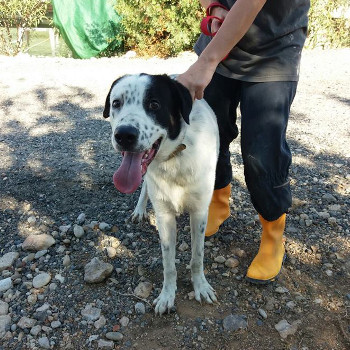 encontrado tortosa