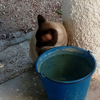 encontrado tortosa