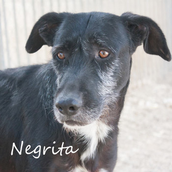 negrita