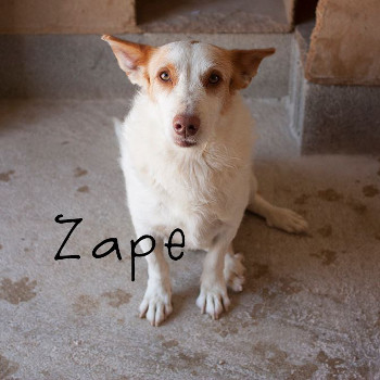 zape