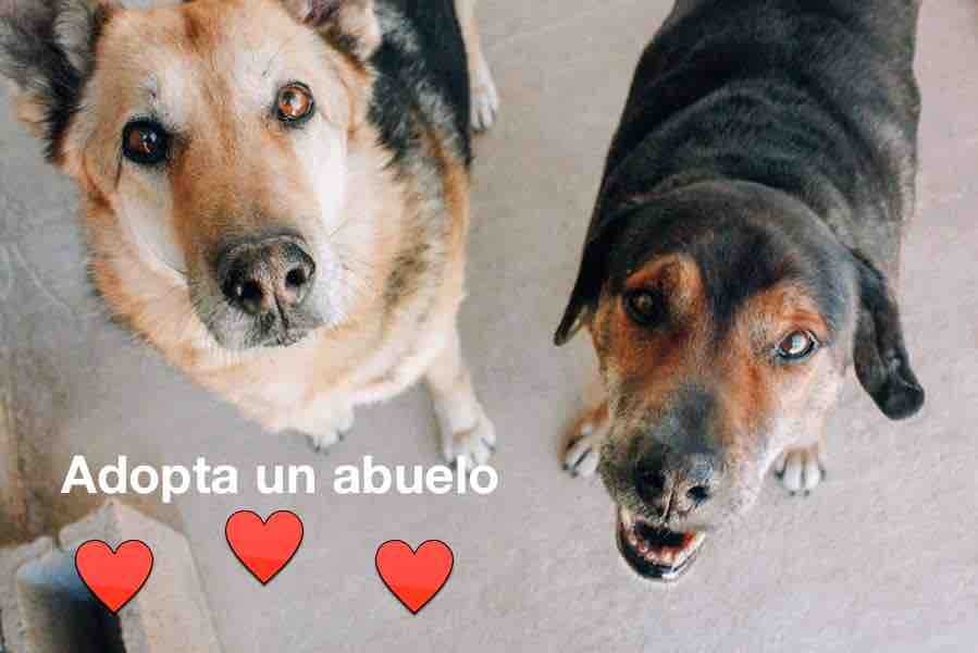 adopta un abuelo1