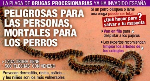 Cuidado con la procesionaria