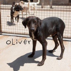 Oliver