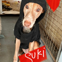 Suki (Senior)