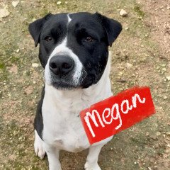 Megan
