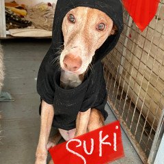 Suki (Senior)