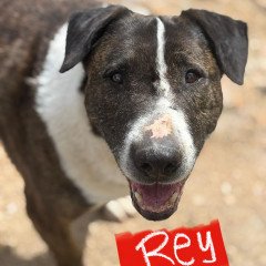 Rey
