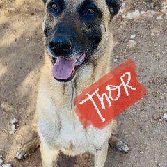 Thor